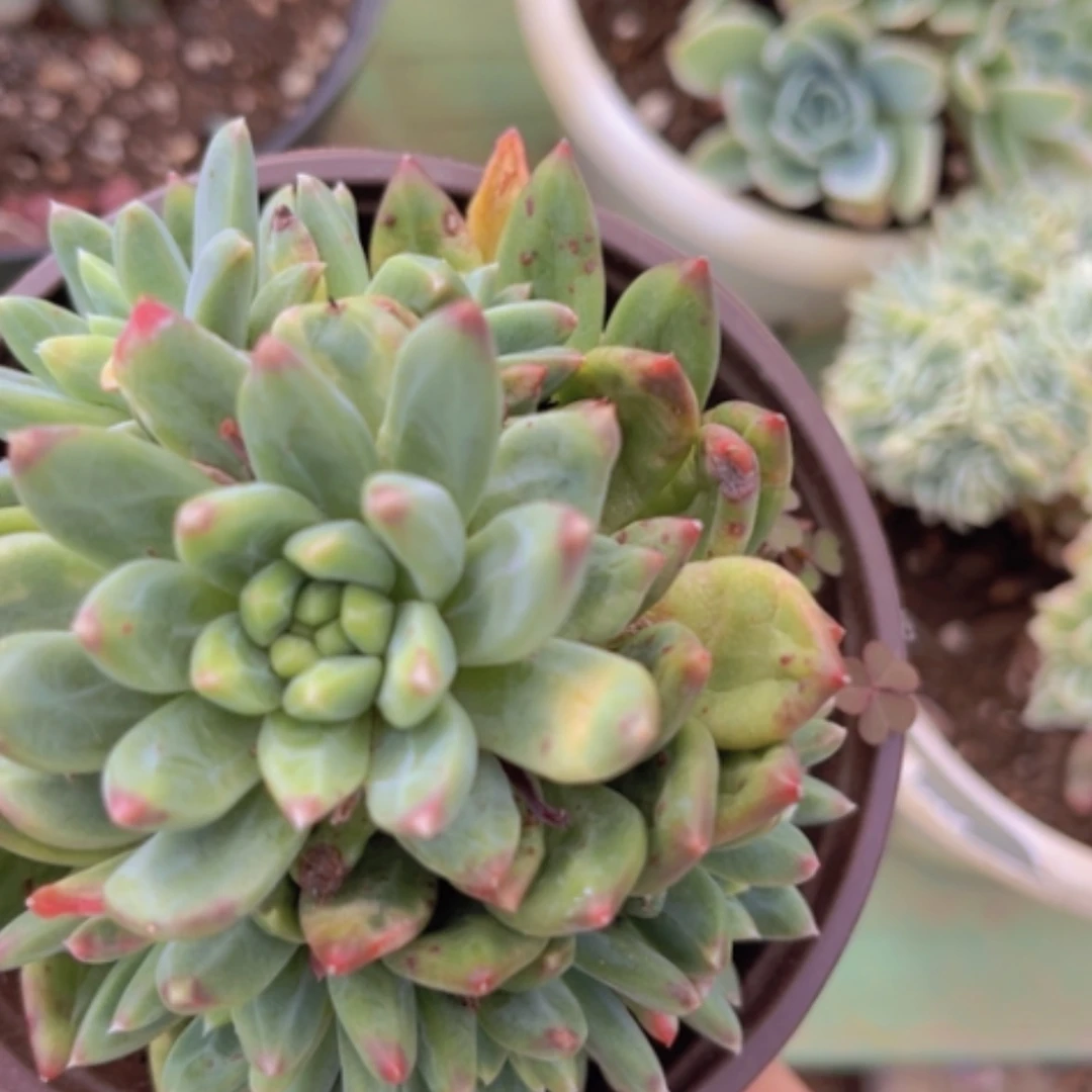 【闪购商品】惠兰手捧09123