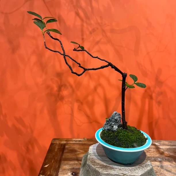 【掌中宝】海岛春花茶空间意境盆景茶台小品园艺绿植新宠