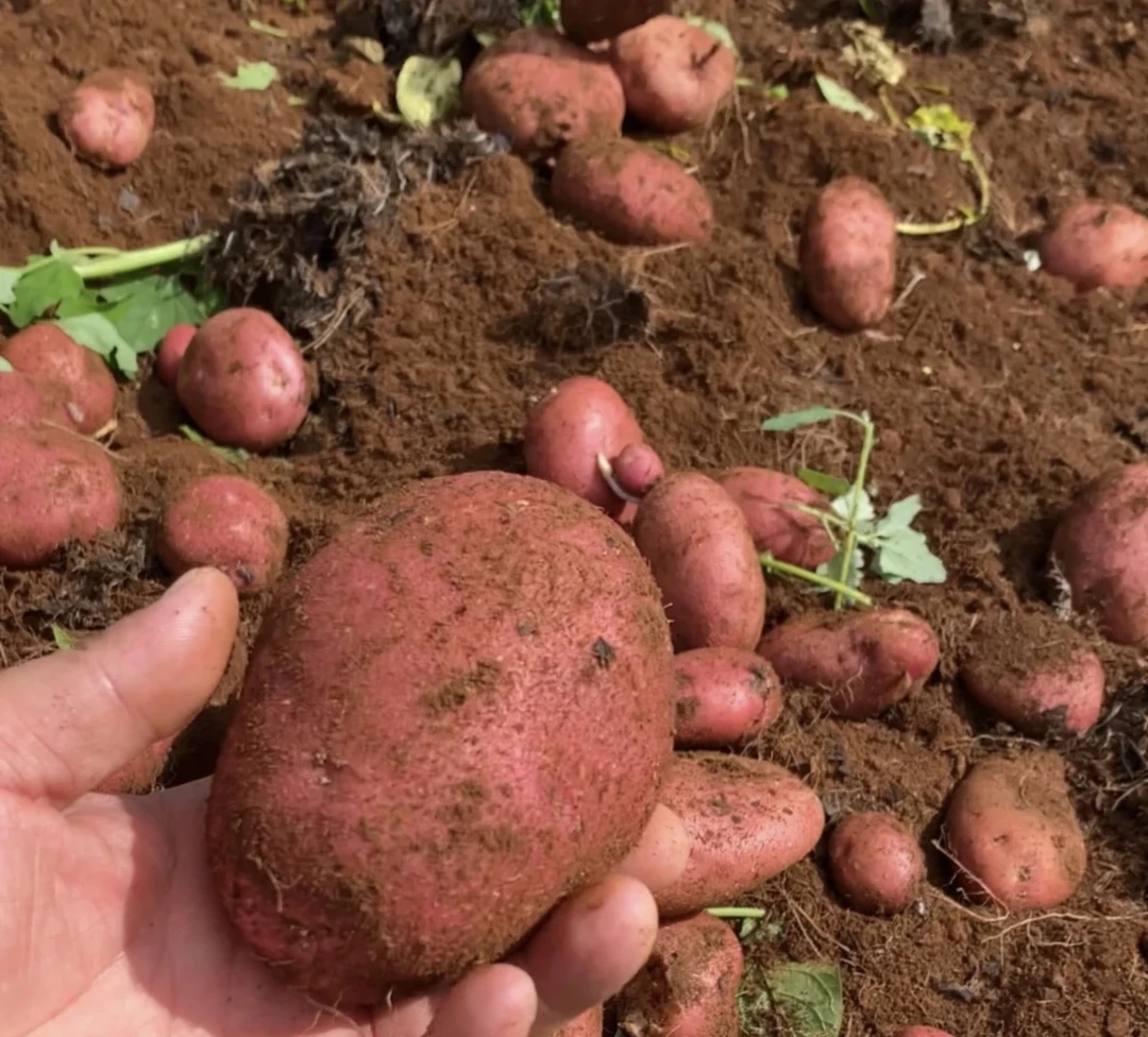红皮黄心新土豆 粉糯可口