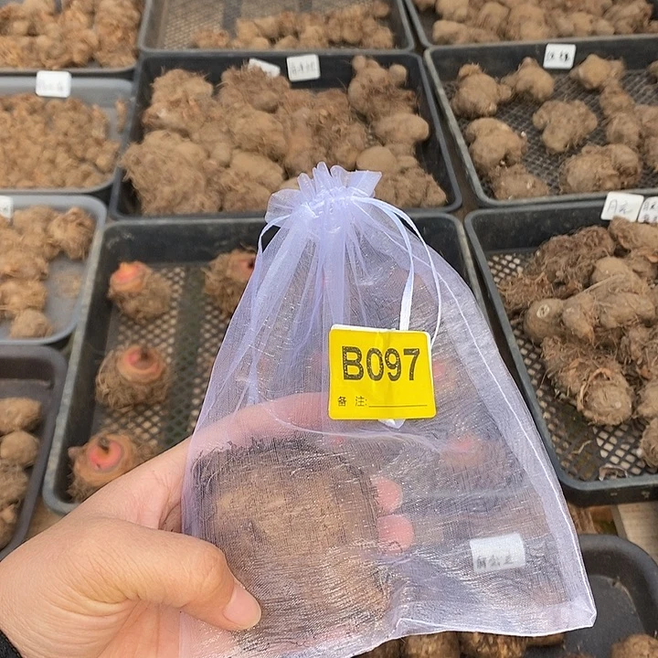 完全开放编号B098禁退不售后