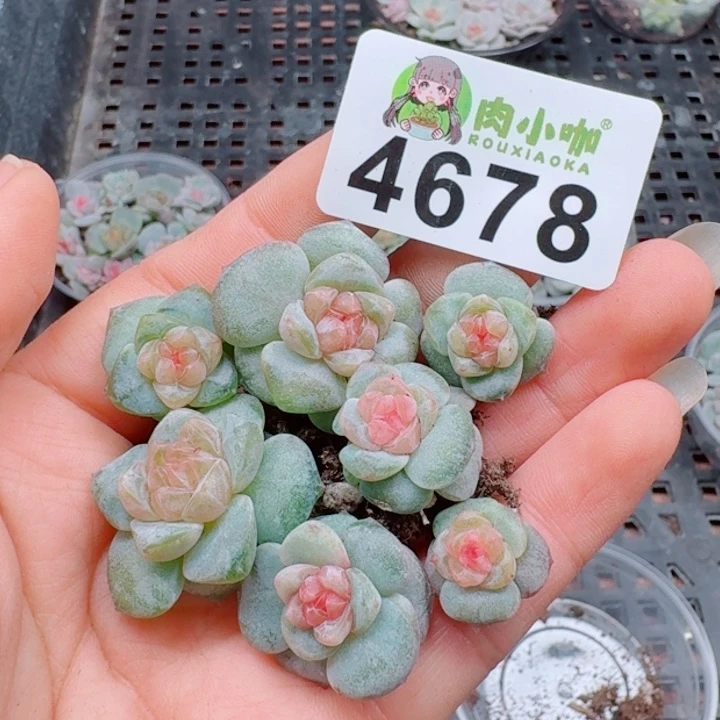 多肉植物多肉植物