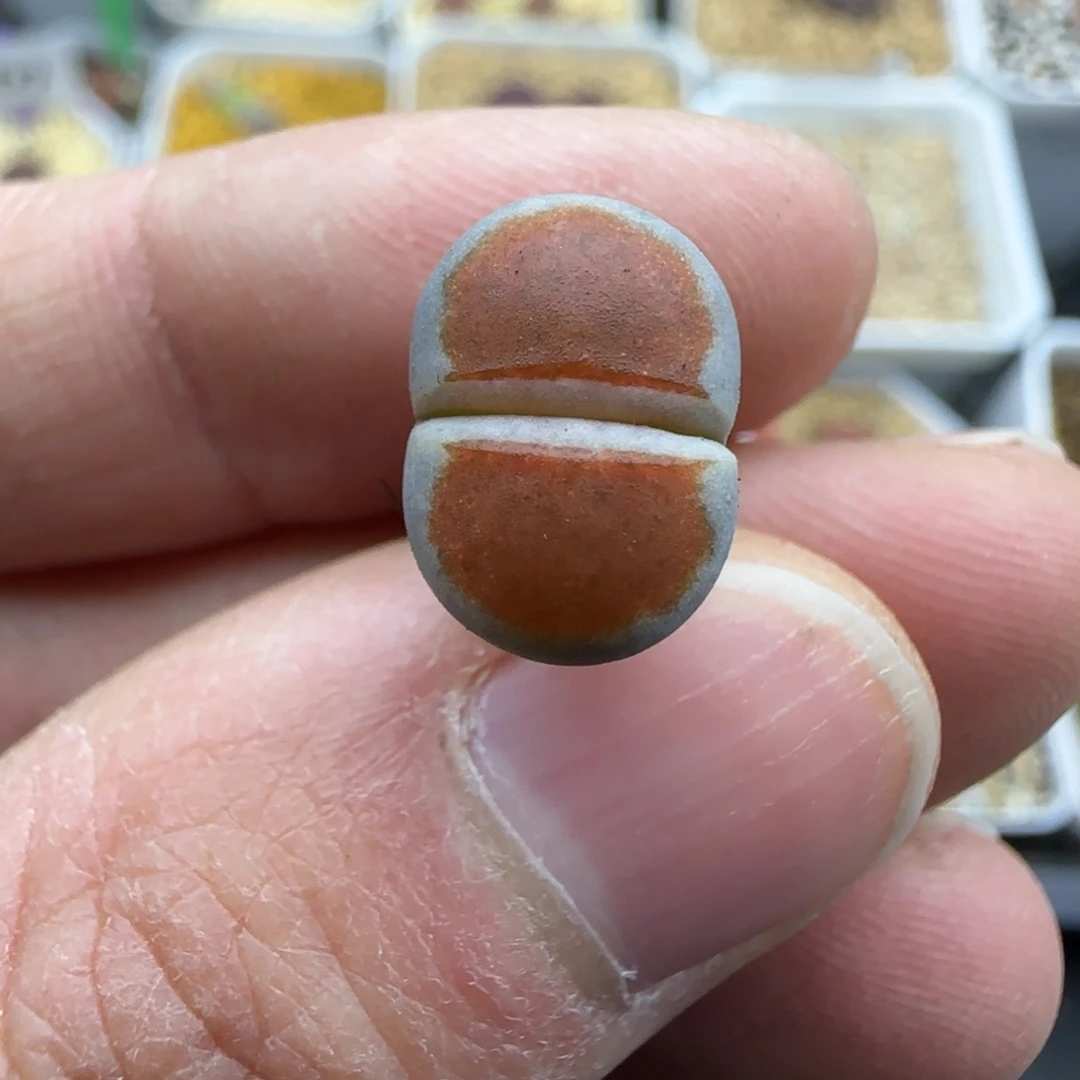 605朱唇清框福利30包邮