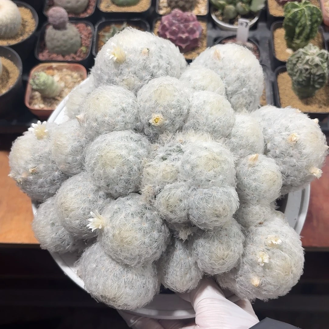 用***4白星仙人球123456