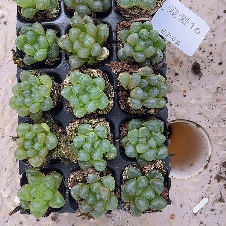 直播福利一物一拍16