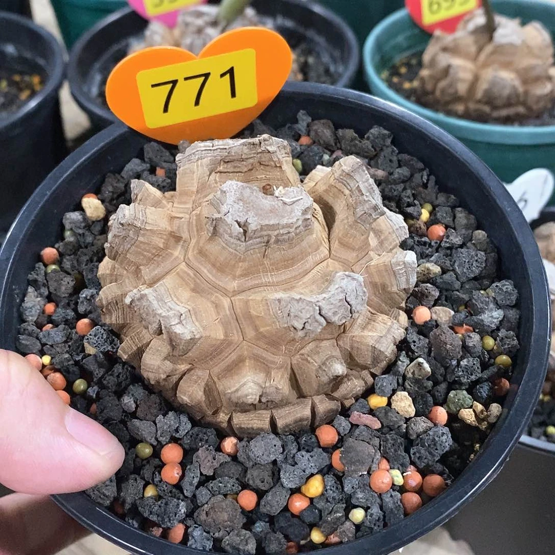 南非龟甲龙龟甲龙