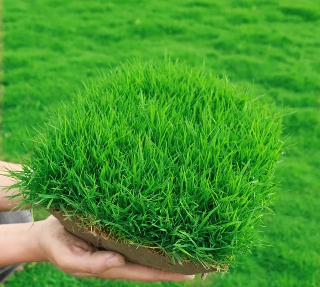 【地毯草种子】四季青不修剪绿化草皮草籽庭院别墅护坡草种子高羊茅