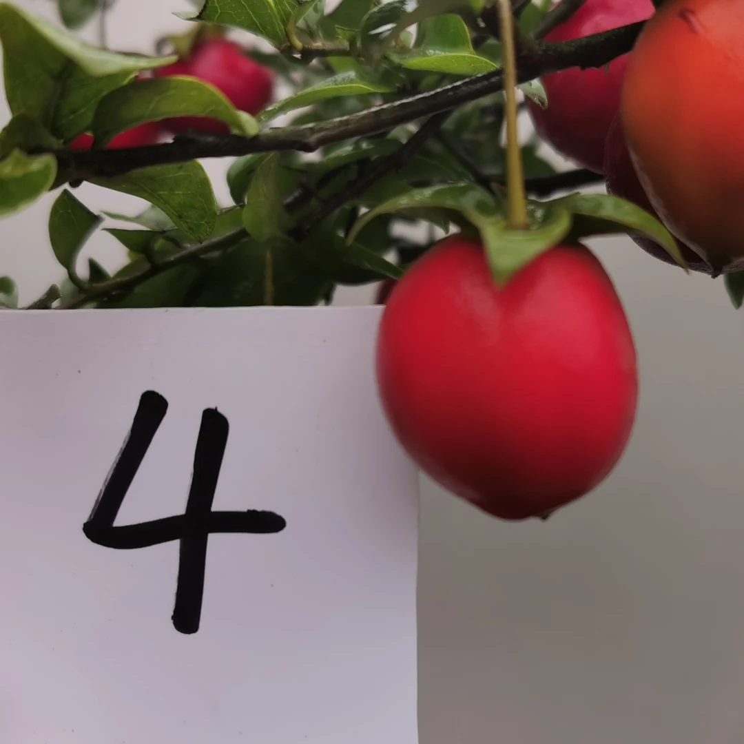 金弹子盆景素材直播间拍品一拍一付私下勿拍