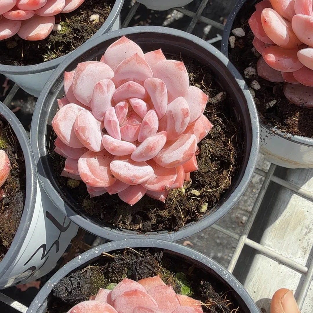 玉芙蓉多肉植物精品