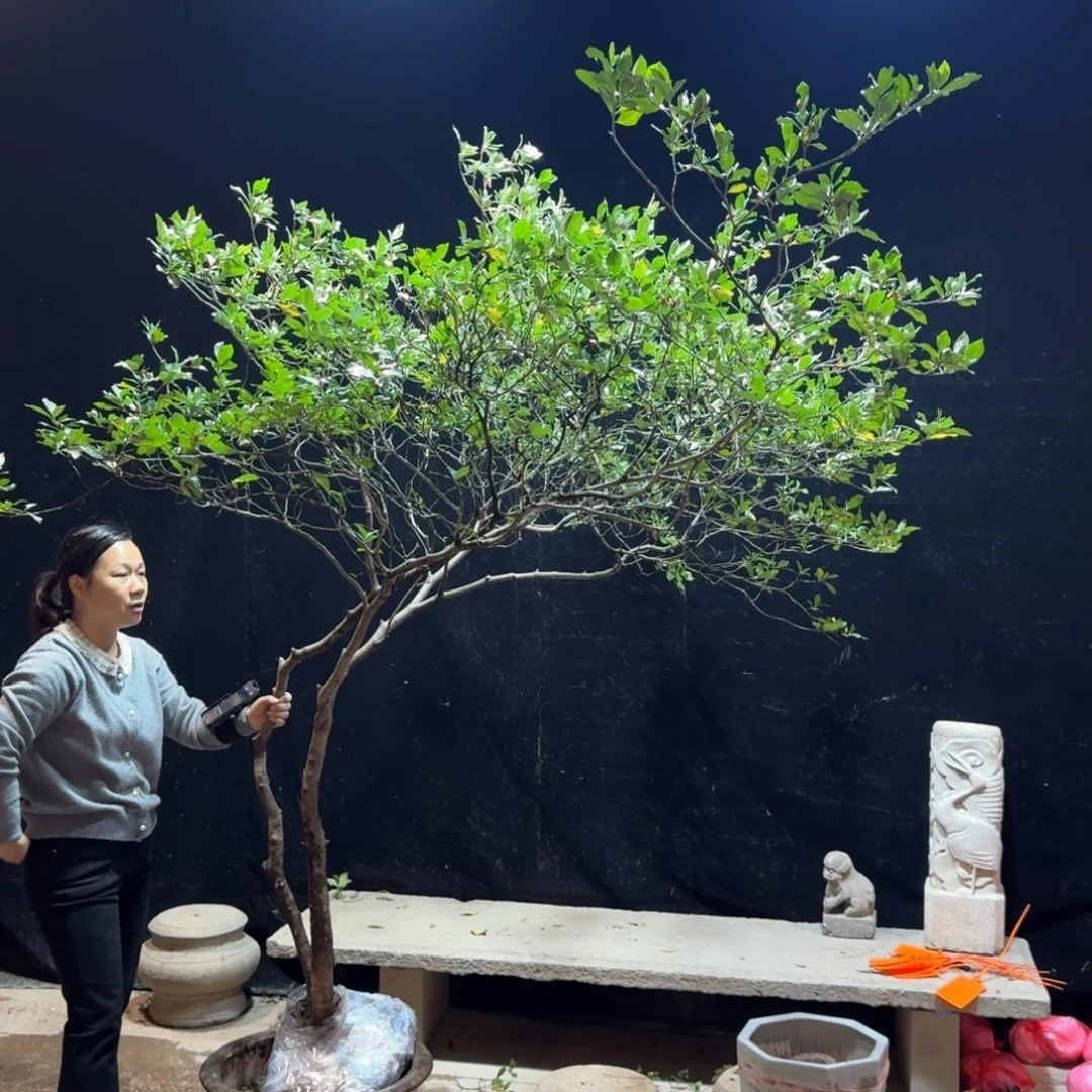 沉***叔完全开放栀子花造型树一物一拍