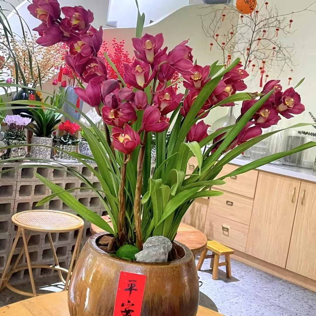 【桌面大红袍】落地款 大花蕙兰 春节送礼年宵花卉室内绿植物盆栽