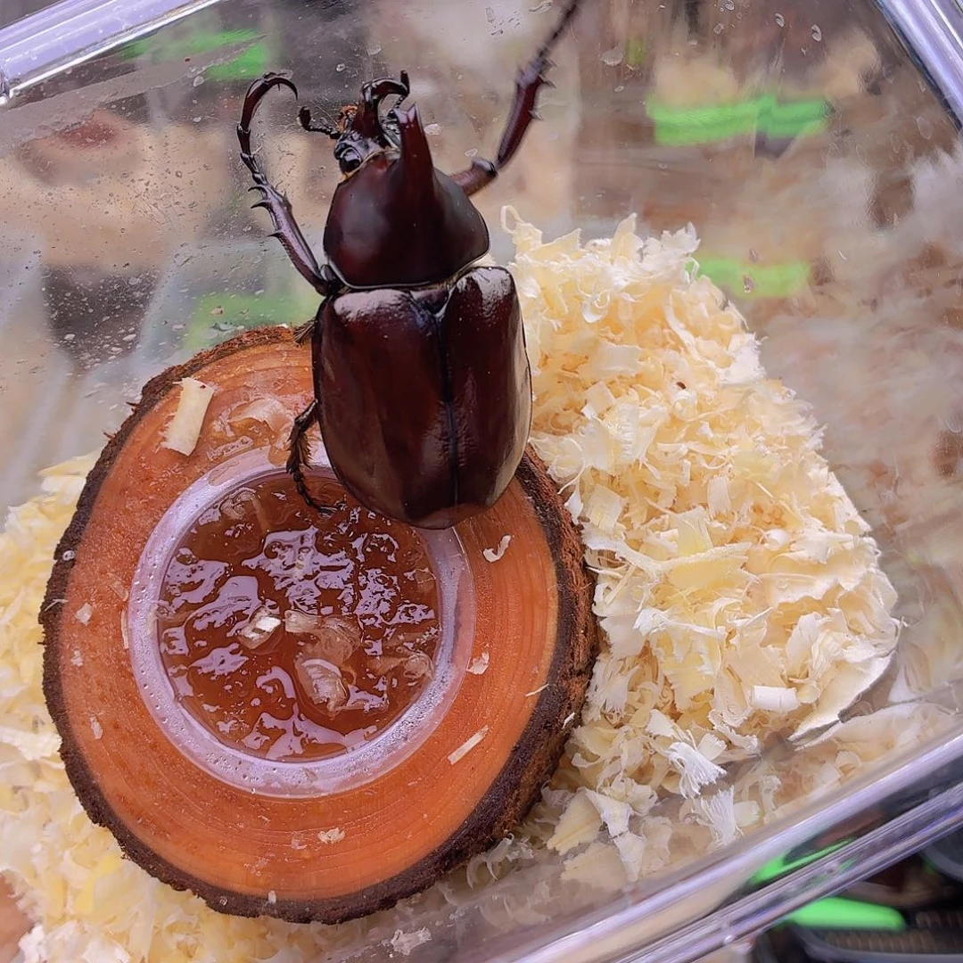 佛姬公母一对加进口饲养套餐