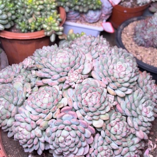 晓*吖多肉植物的植物