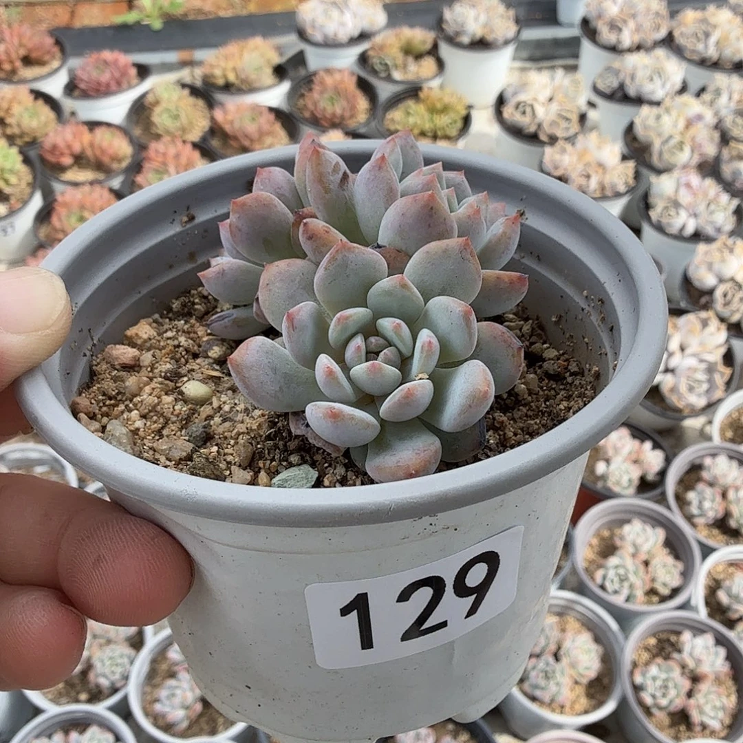 129七公分星星橙无砍满20包邮