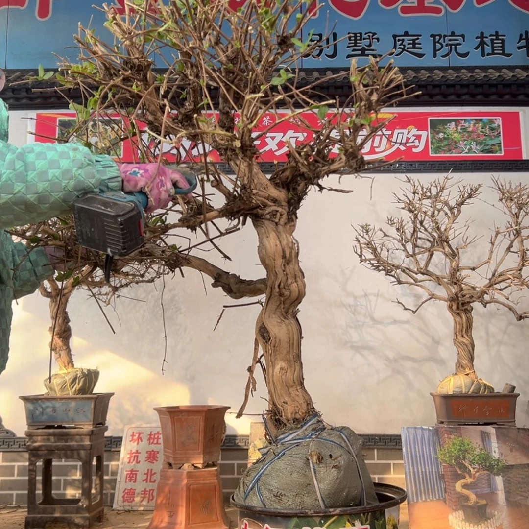 无花朵金银花88888