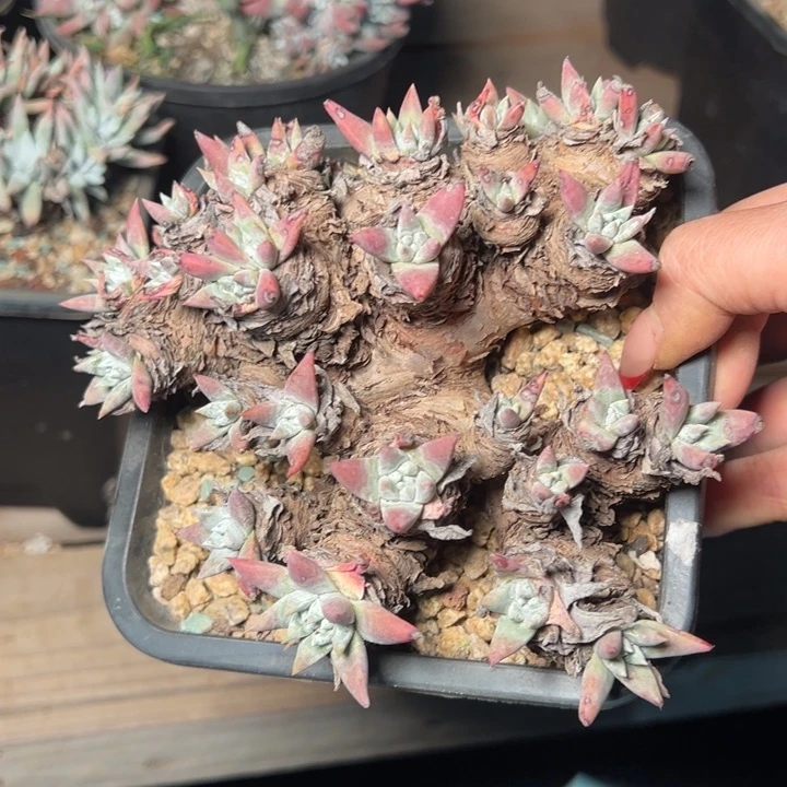 097哈哈哈哈哈哈哈哈哈