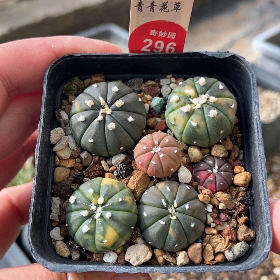 实生兜锦一盒打包339889