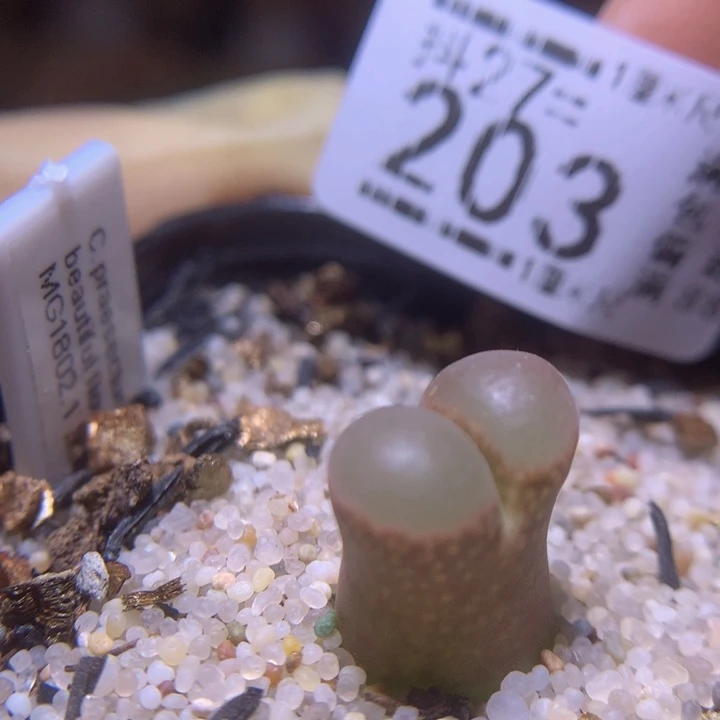 精品生石花27.203