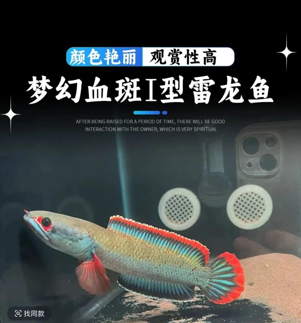 血斑雷龙鱼 血斑一型 梦幻冰火小型雷龙