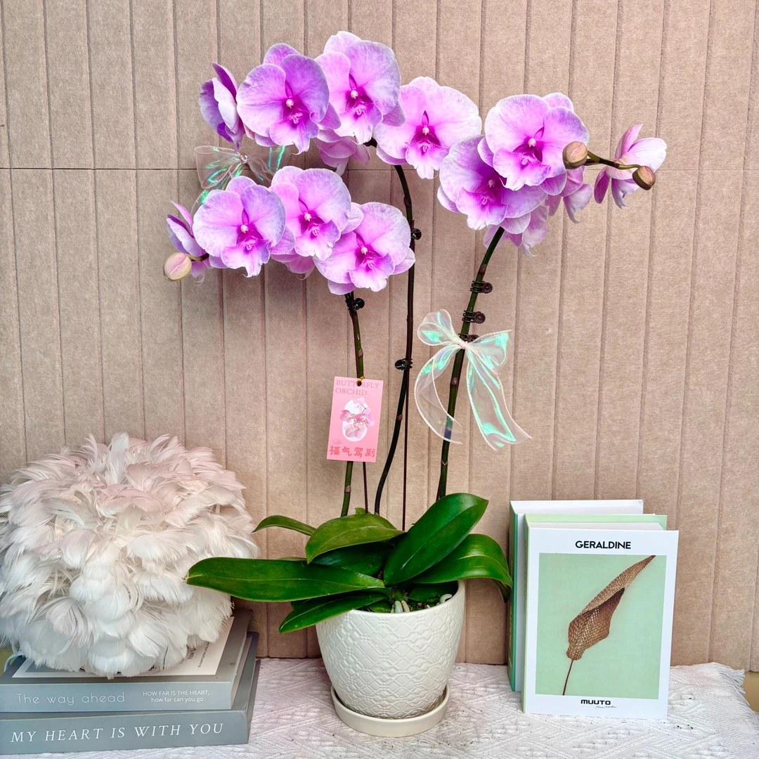 花掌柜 迷雾 蝴蝶兰 欧品进口高端 室内精品观赏 真花