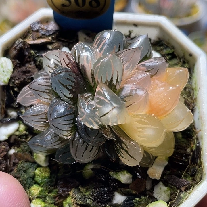 508双头水中月锦特选福利