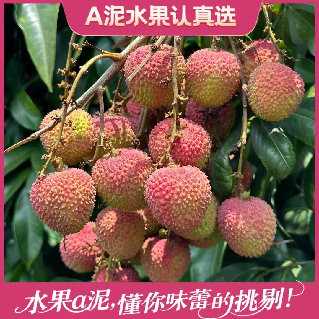 海南妃子荔枝 新鲜荔枝核小肉脆甜多汁【坏果包赔+顺丰包邮】