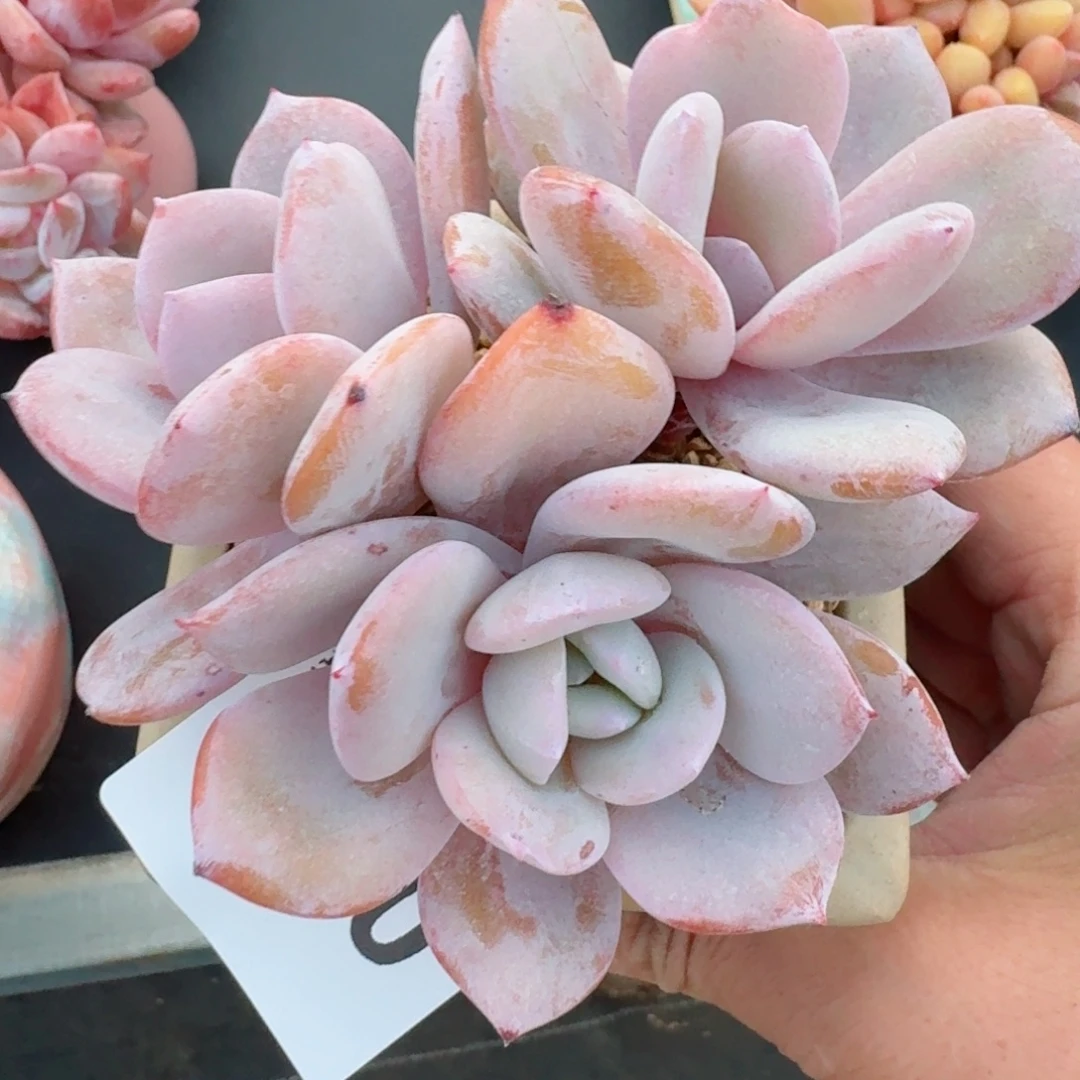 韩版奶茶      愿你一路坦途，乘风破浪展宏图