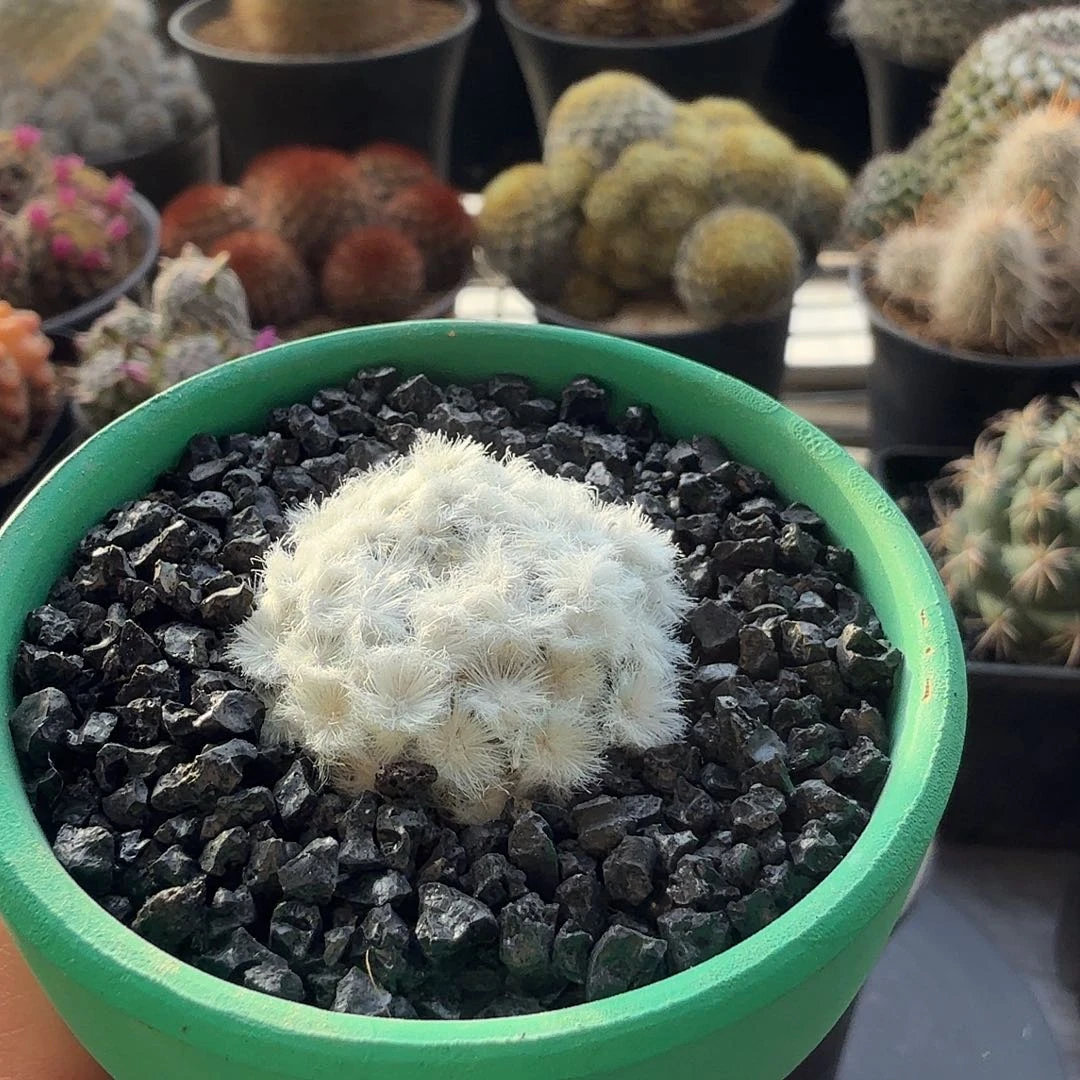 降落伞白星带盆发货