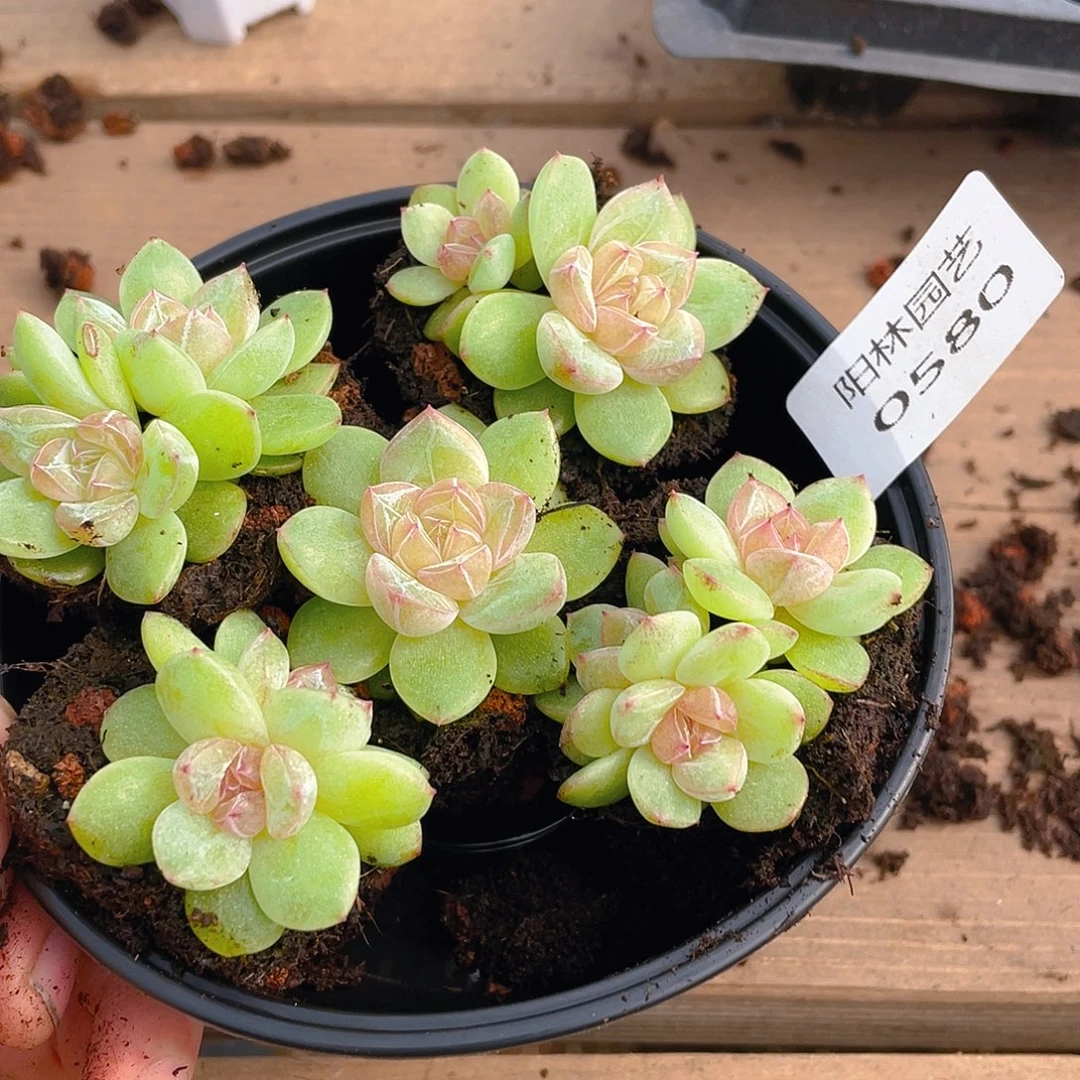 多肉植物多肉植物580