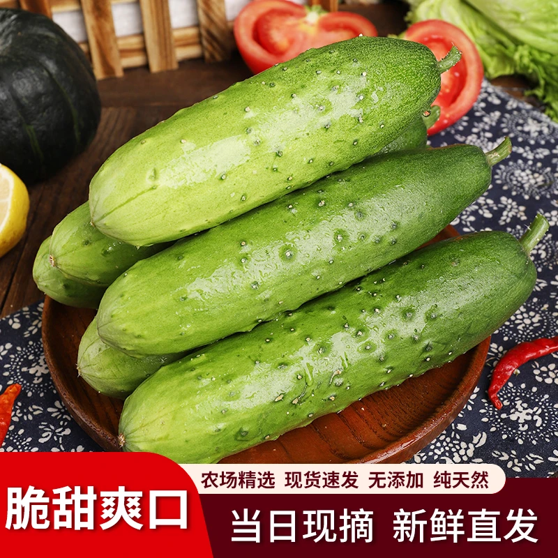 东北旱黄瓜现摘直发清脆爽口水果蔬菜生吃新鲜多汁绿心新鲜黄瓜