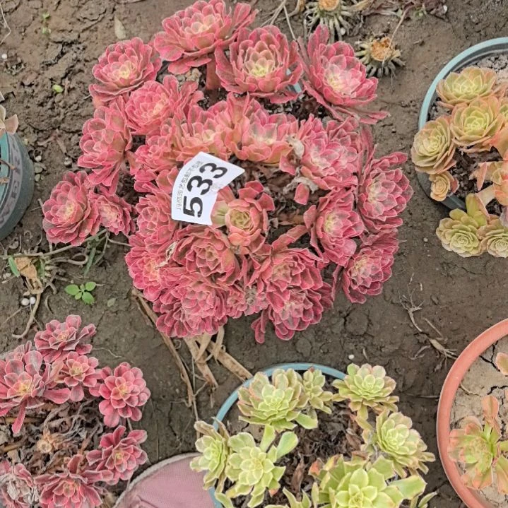 533红铜壶花花花外卖