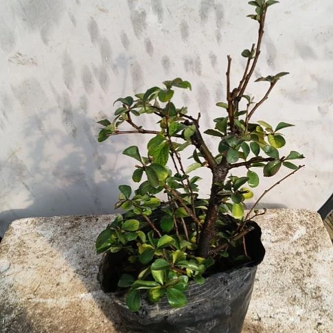 完全开放按实际情况