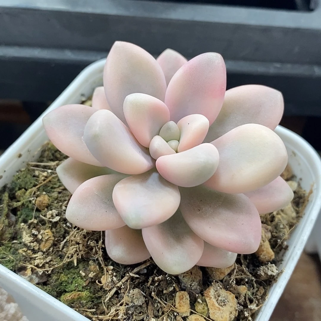 艾伦锦小方花圃一物一拍