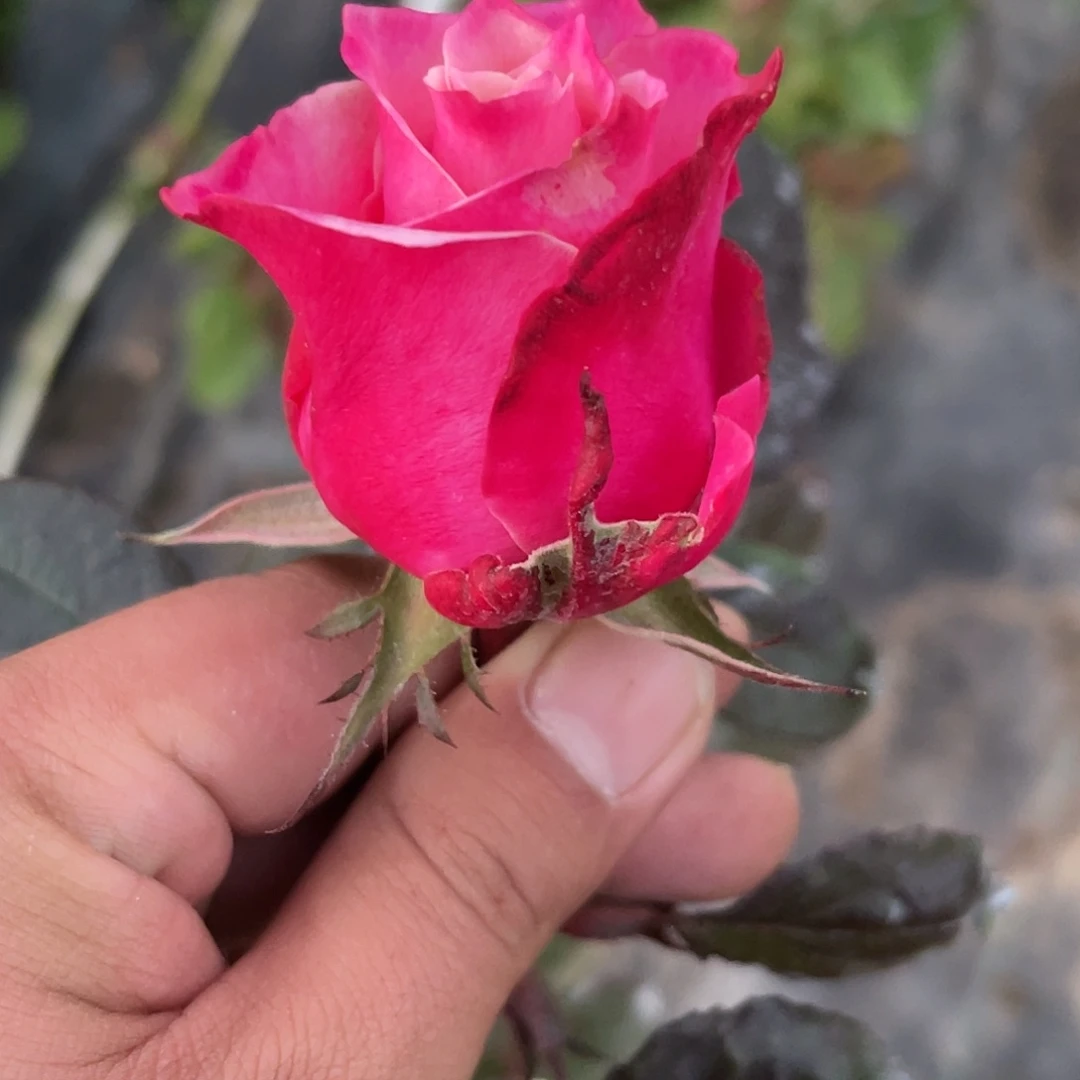 无花朵———尼罗河之恋 福利款