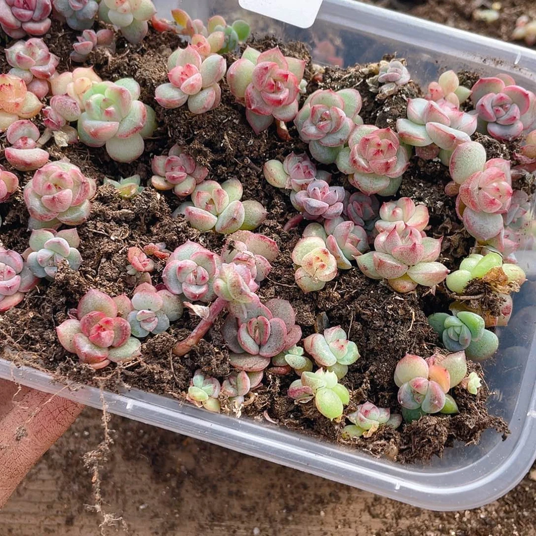 多肉植物多肉植物360