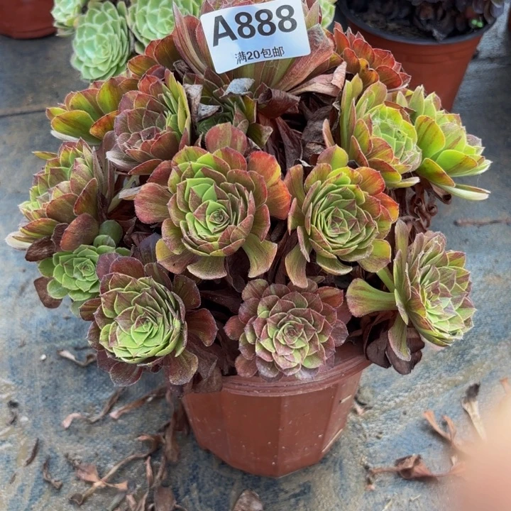 瑞妈多肉园艺888。花月夜