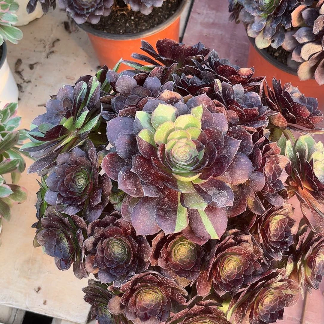 无花朵花花公子法师多肉植物漂亮