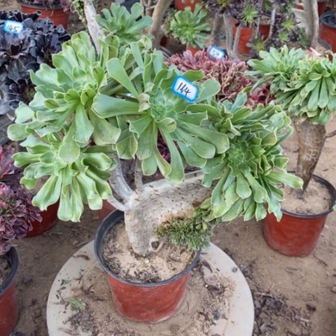 原始绿缀瑕疵一物一拍