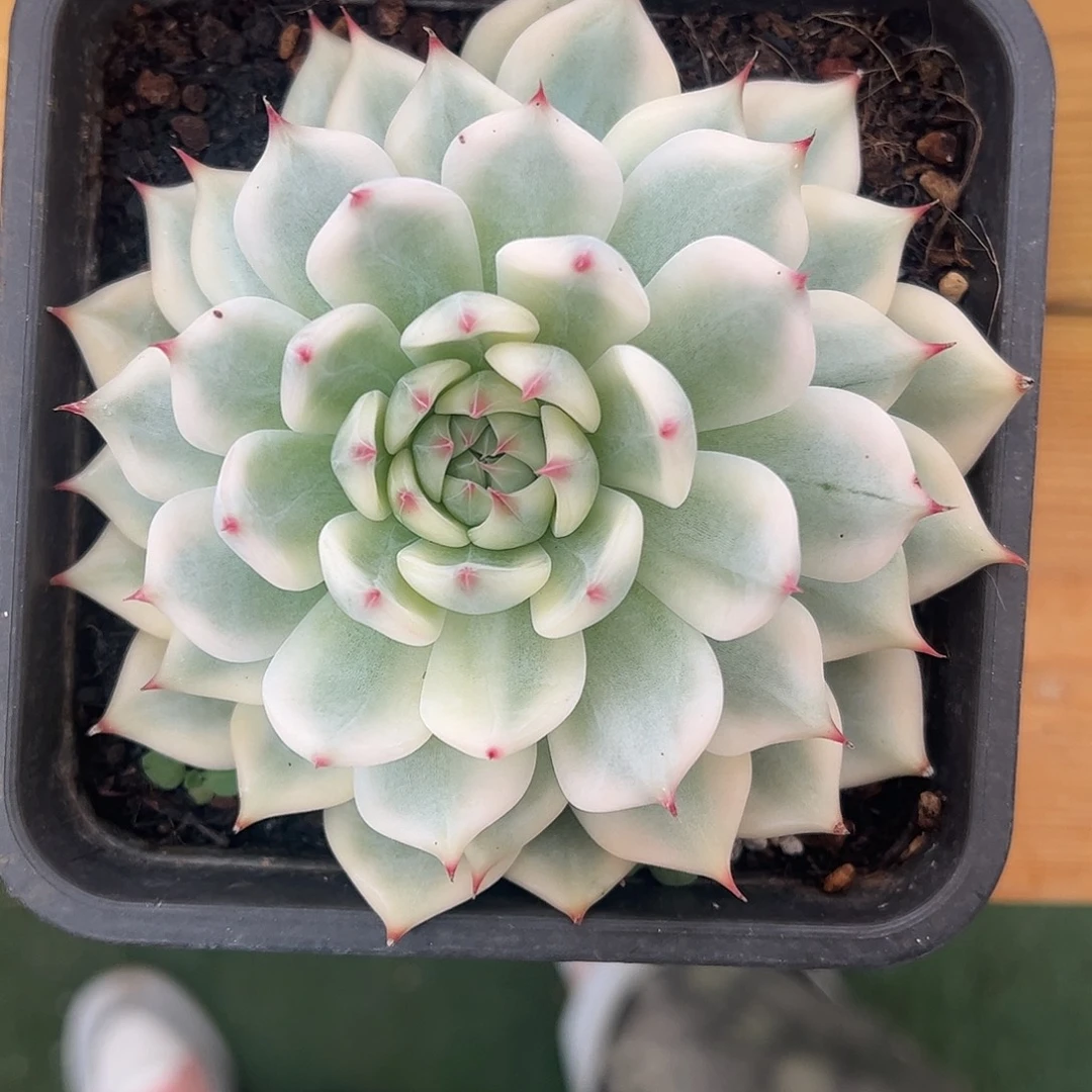 吉娃娃锦 婕宝一物一拍