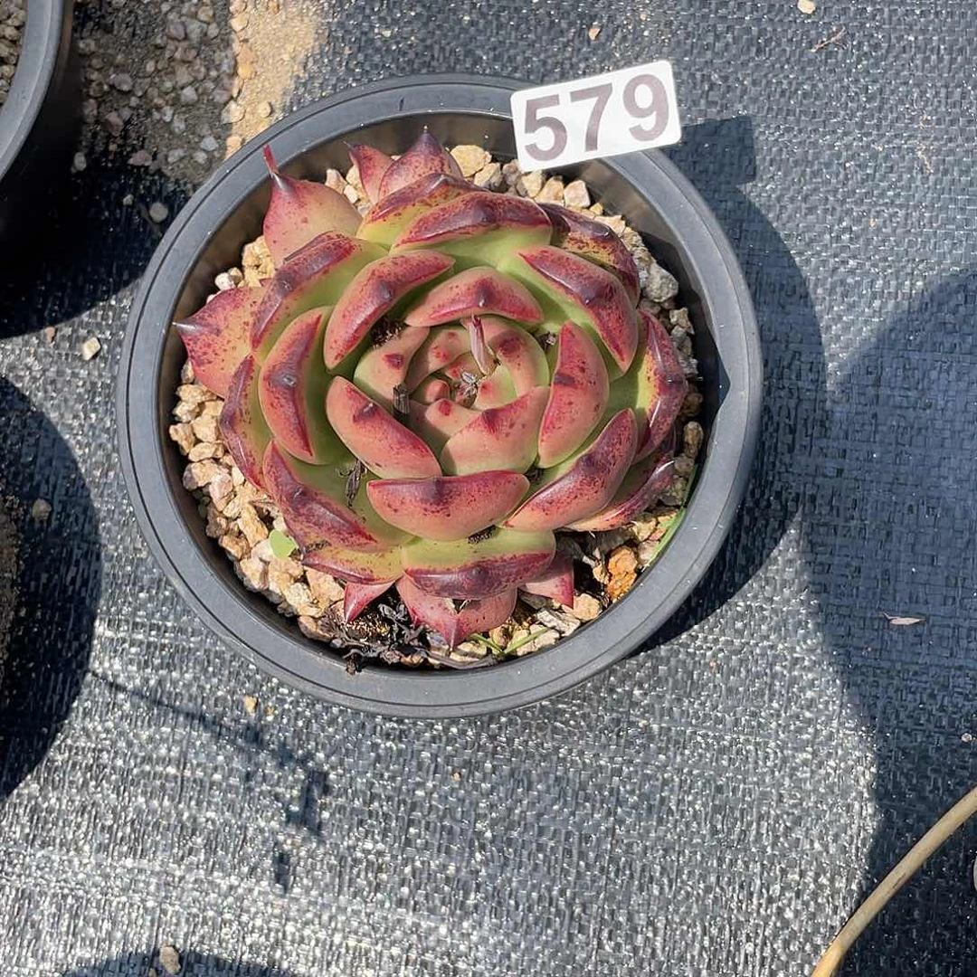 若如东云组拍579