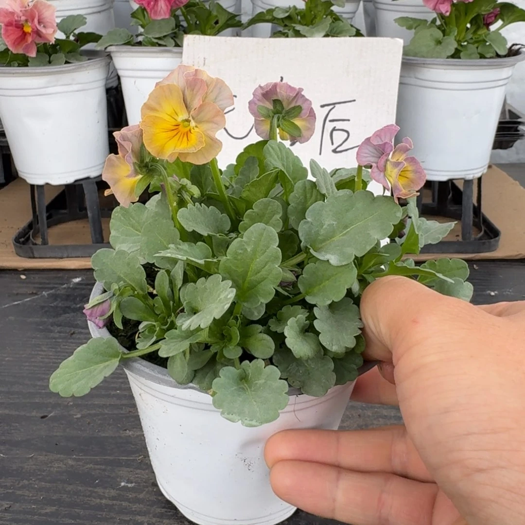 全部花朵696号彩虹女神