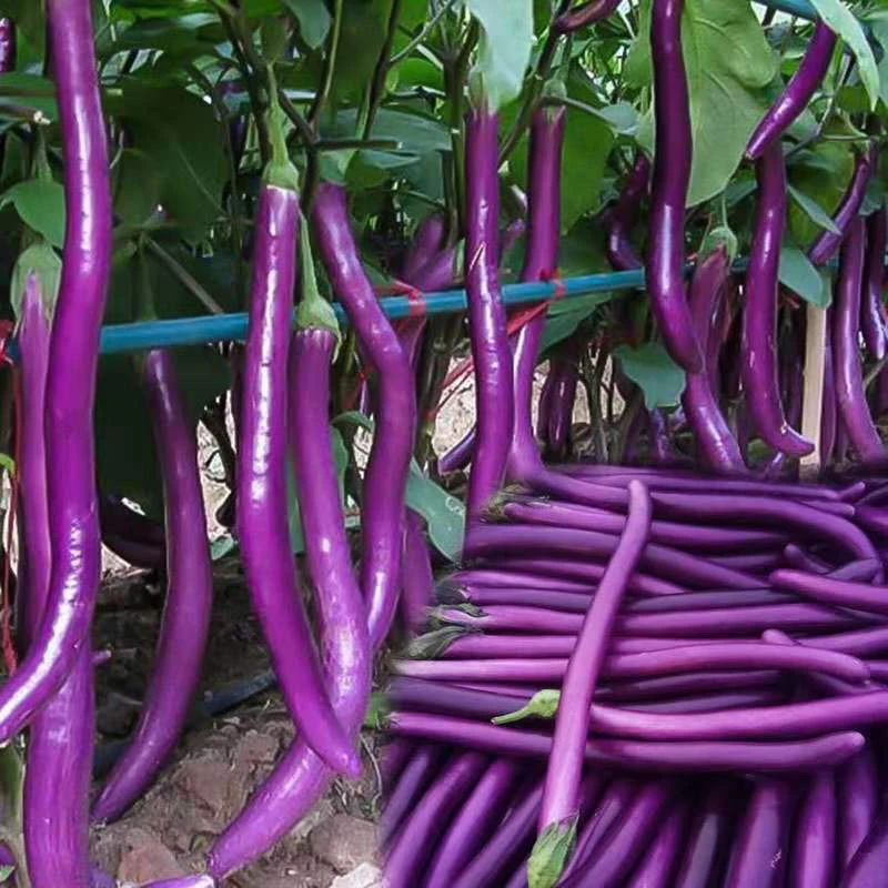 紫龙杭茄种子茄子种子紫色茄子种子茄种子高产早熟长茄种子
