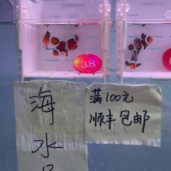 海水鱼精品黑边2条4-5