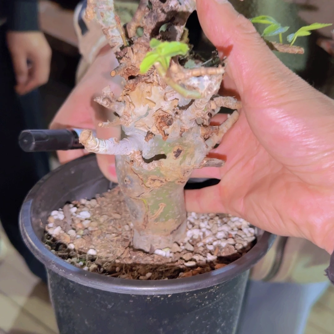 M***n块根植物块根植物