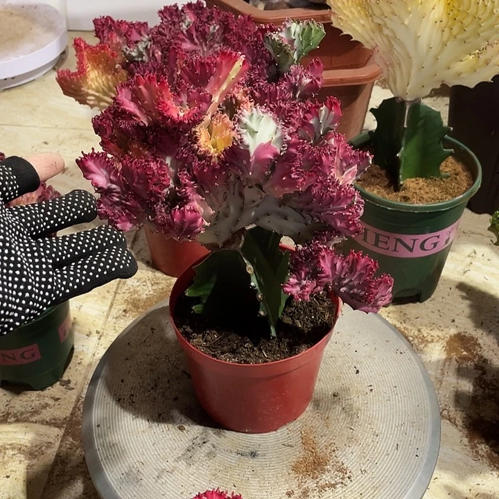 不开花植物多彩麒麟一物一拍