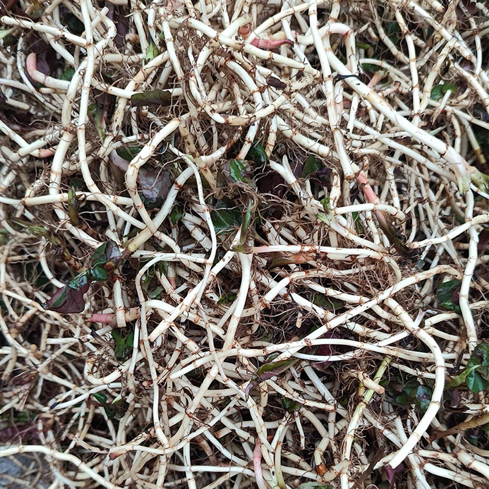 代买农家山货干货折耳根