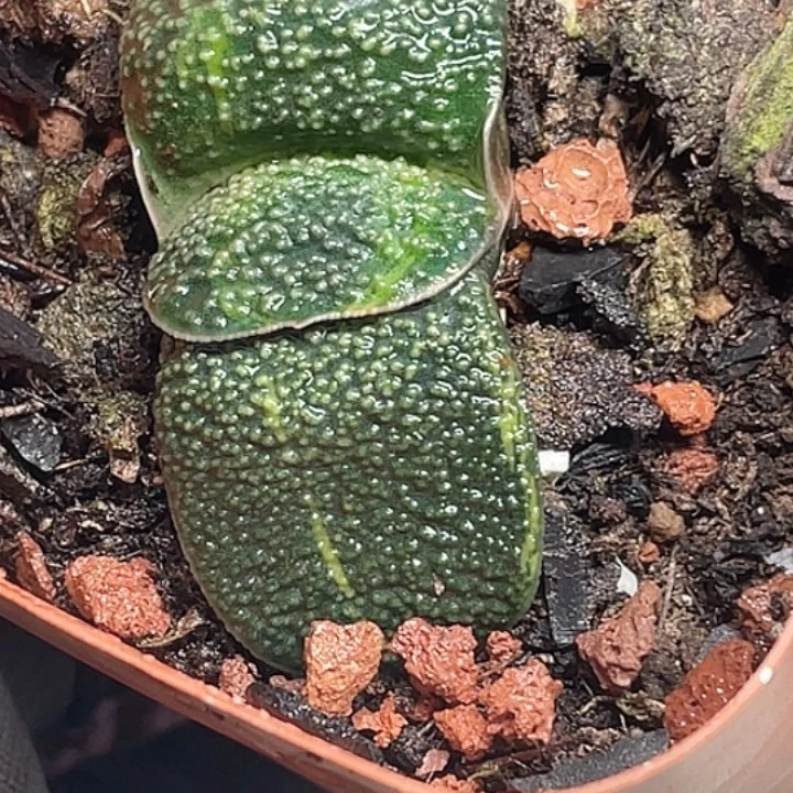用***7客户专拍一物一拍