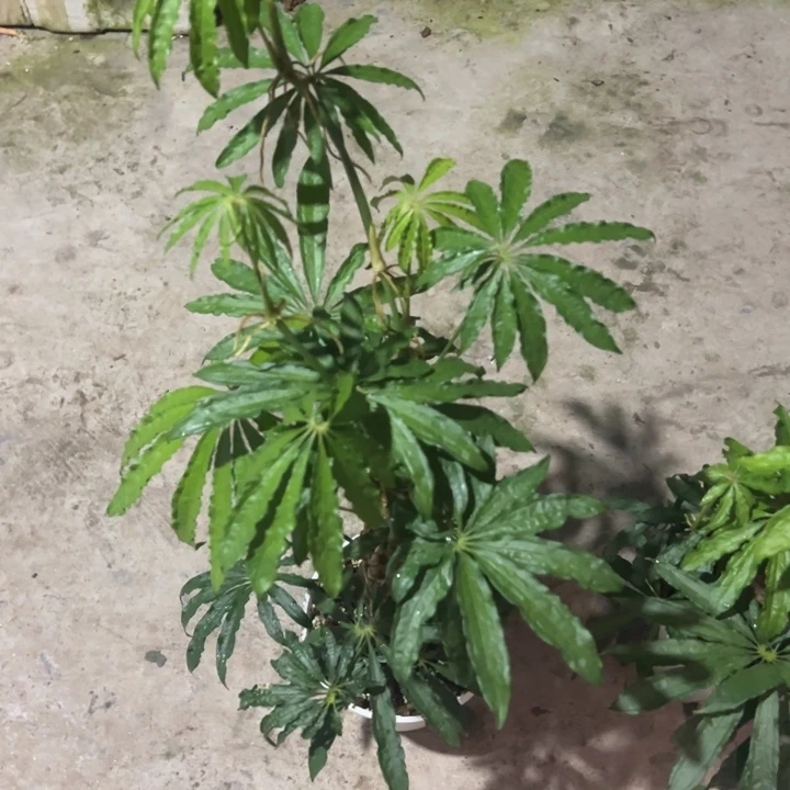 完全开放嘛叶花烛