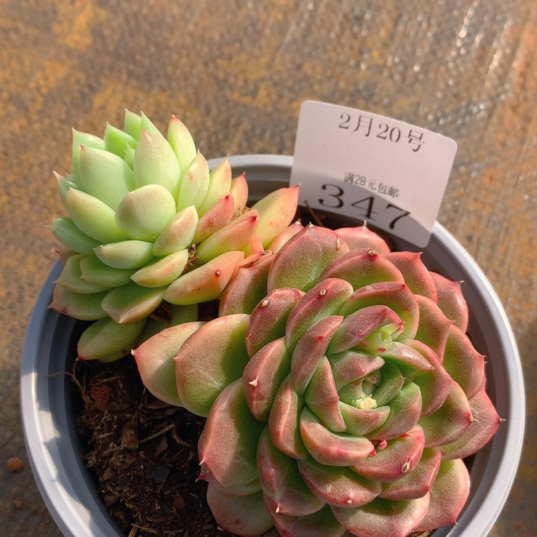 【闪购商品】云347号