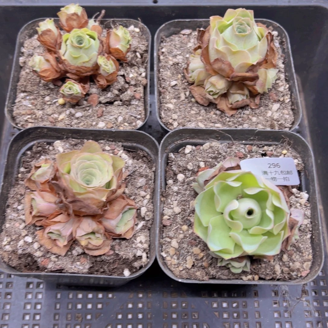 296 侧牙掉了不包损无售后