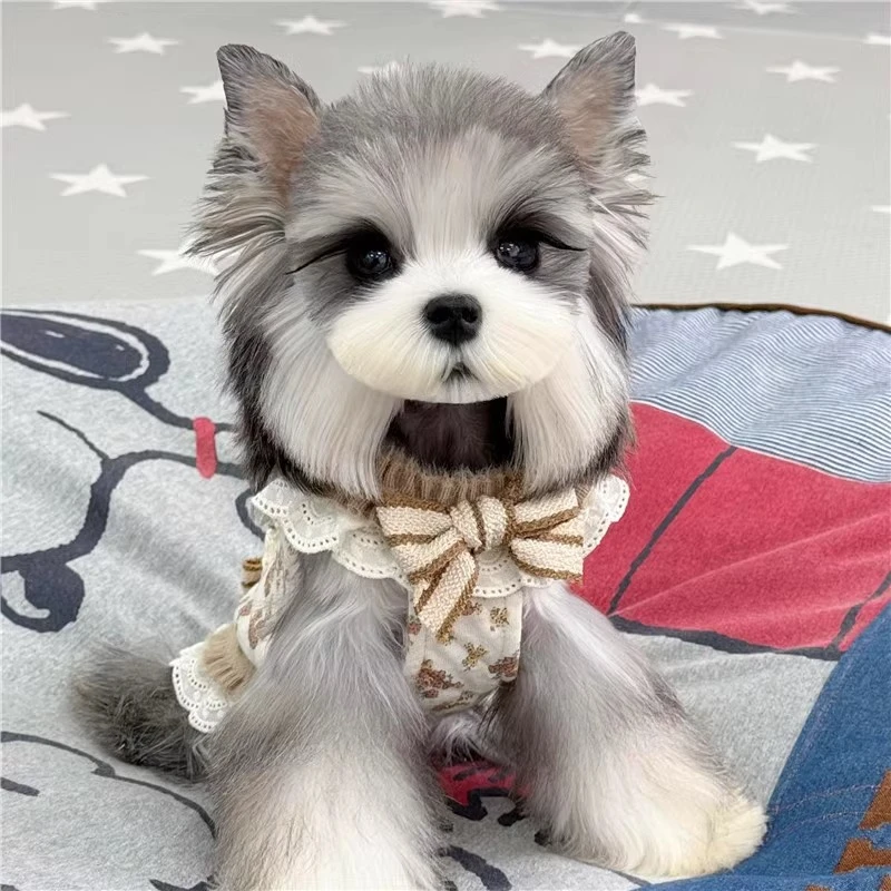 种浅椒盐雪纳瑞幼犬宠物狗活体家养小型犬黑银色雪纳瑞幼崽狗狗